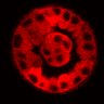 Thumbnail for dataset Figure3D_20200118_RMDCK_2pabPAC_post_handBL