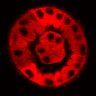 Thumbnail for dataset Figure3D_20200118_RMDCK_2pabPAC_pre
