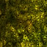 Thumbnail for dataset Figure4A_2pabPAC_20200127_1st_z41_2P