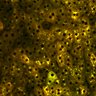 Thumbnail for dataset Figure4A_2pabPAC_20200127_1st_z41_postHgL