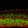 Thumbnail for dataset FigS2G_EdUE14_12h_WT_EdU+Ki67