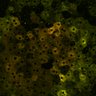 Thumbnail for dataset Figure4A_2pabPAC_20200716_1st_z41_postHgL
