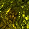 Thumbnail for dataset Figure4A_2pabPAC_20200716-2nd_1st_z41_female_2P