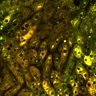 Thumbnail for dataset Figure4A_2pabPAC_20200716-2nd_1st_z41_female_postHgL