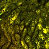 Thumbnail for dataset Figure4A_2pabPAC_20200716-2nd_1st_z41_female_pre