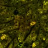 Thumbnail for dataset Figure4A_2pabPAC_20200717-2nd_1st_z41_male_2P