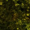 Thumbnail for dataset Figure4A_2pabPAC_20200717-2nd_2nd_z41_male_2P