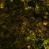 Thumbnail for dataset Figure4A_2pabPAC_20200717-2nd_2nd_z41_male_postHgL