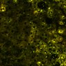 Thumbnail for dataset Figure4A_2pabPAC_20200717-2nd_2nd_z41_male_pre