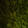 Thumbnail for dataset Figure4A_2pabPAC_without_20200322_1st_z41_2P