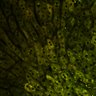 Thumbnail for dataset Figure4A_2pabPAC_without_20200322_1st_z41_pre