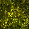 Thumbnail for dataset Figure4A_2pabPAC_Y72L_20200714_1st_z41_2P