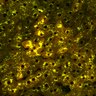 Thumbnail for dataset Figure4A_2pabPAC_Y72L_20200714_1st_z41_postHgL