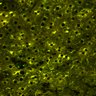 Thumbnail for dataset Figure4A_2pabPAC_Y72L_20200714_2nd_z41_2P