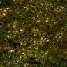 Thumbnail for dataset Figure4A_2pabPAC_Y72L_20200714_2nd_z41_postHgL