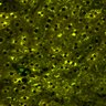 Thumbnail for dataset Figure4A_2pabPAC_Y72L_20200714_2nd_z41_pre