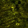 Thumbnail for dataset Figure4A_2pabPAC_Y72L_20200714_3rd_z41_2P