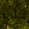 Thumbnail for dataset Figure4A_2pabPAC_Y72L_20200714_4th_z41_2P