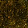 Thumbnail for dataset Figure4A_2pabPAC_Y72L_20200714_4th_z41_postHgL