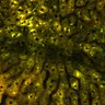 Thumbnail for dataset Figure4A_2pabPAC_Y72L_20200714-2nd_1st_z41_2P