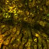 Thumbnail for dataset Figure4A_2pabPAC_Y72L_20200714-2nd_1st_z41_postHgL