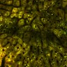 Thumbnail for dataset Figure4A_2pabPAC_Y72L_20200714-2nd_1st_z41_pre