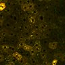 Thumbnail for dataset Figure4A_2pabPAC_Y72L_20200717_1st_z41_postHgL