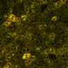 Thumbnail for Figure4A_2pabPAC_Y72L_20200717_2nd_z41_2P