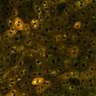 Thumbnail for dataset Figure4A_2pabPAC_Y72L_20200717_2nd_z41_postHgL