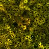 Thumbnail for dataset Figure4BC_2pabPAC_20200127_5th_good_post2P-2nd