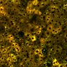 Thumbnail for dataset Figure4BC_2pabPAC_20200127_5th_good_postHgL