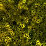 Thumbnail for dataset Figure4BC_2pabPAC_20200127_5th_good_pre