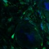 Thumbnail for dataset Fig3B_BlvraKO_Earskin_mouse2_2