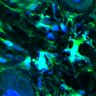 Thumbnail for dataset Fig3B_BlvraKO_Earskin_mouse2_3