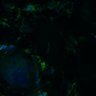 Thumbnail for dataset Fig3B_BlvraKO_Earskin_mouse3_1