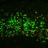 Thumbnail for dataset FigS3E_EdUE11.5_Tg_Ctip2+EdU