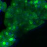 Thumbnail for dataset Fig3B_BlvraKO_Pancreas_mouse1