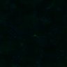Thumbnail for dataset Fig3B_BlvraKO_Pancreas_mouse2_1