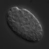 Thumbnail for dataset RNAi_R107.6_040819_01
