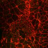 Thumbnail for dataset Fig1B_WT