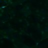 Thumbnail for dataset Fig3B_BlvraKO_Pancreas_mouse3_2