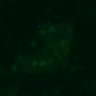 Thumbnail for dataset Fig3B_BlvraKO_Pancreas_mouse3_4