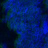 Thumbnail for dataset Fig3B_WT_Earskin_mouse1_1