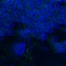 Thumbnail for dataset Fig3B_WT_Earskin_mouse1_2