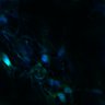 Thumbnail for dataset Fig3B_WT_Earskin_mouse2_2