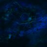 Thumbnail for dataset Fig3B_WT_Earskin_mouse3_2