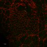 Thumbnail for dataset Fig1B_Sfrp_mutant