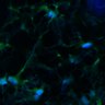 Thumbnail for dataset Fig3B_WT_Earskin_mouse4_1