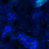 Thumbnail for dataset Fig3B_WT_Kidney_mouse4_1