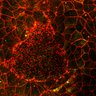 Thumbnail for dataset Fig1B_Wnt5a+5b_mutant1